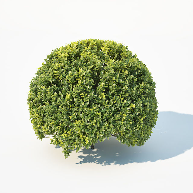 Buxus Sempervirens Nr9 Spherical 3D model_2