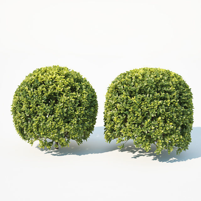 Buxus Sempervirens Nr9 Spherical 3D model_3