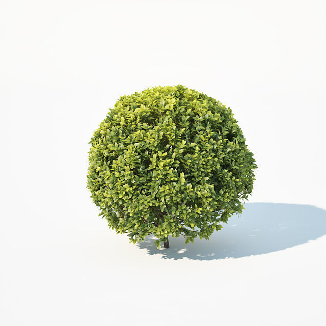 Buxus Sempervirens Nr9 Spherical 3D model_4