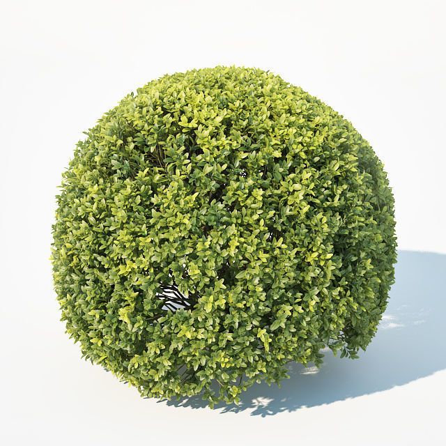 Buxus Sempervirens Nr9 Spherical 3D model_1