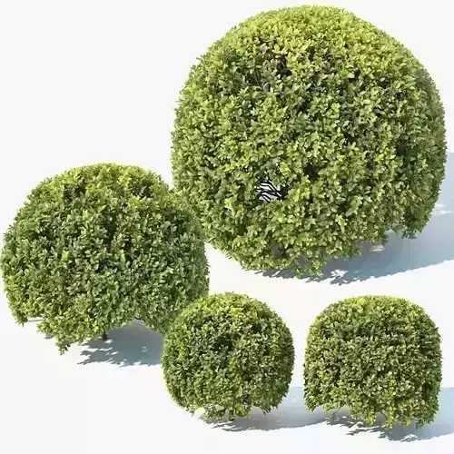 Buxus Sempervirens Nr9 Spherical 3D model
