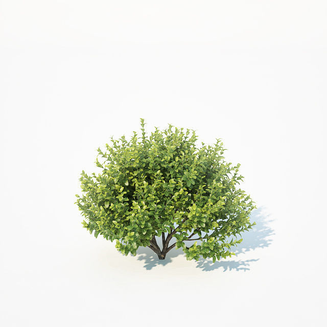 Buxus Sempervirens Nr11 natural 3D model_5