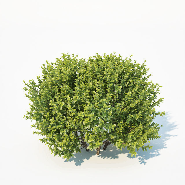 Buxus Sempervirens Nr11 natural 3D model_3