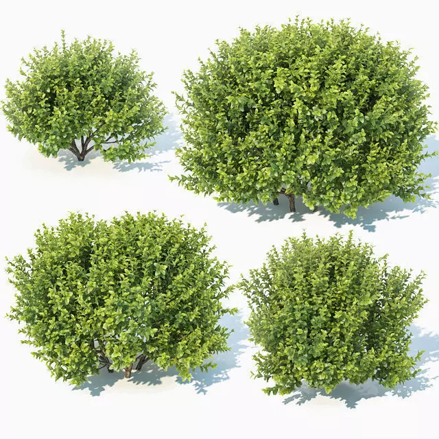 Buxus Sempervirens Nr11 natural 3D model_0