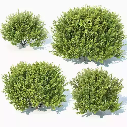 Buxus Sempervirens Nr11 natural 3D model