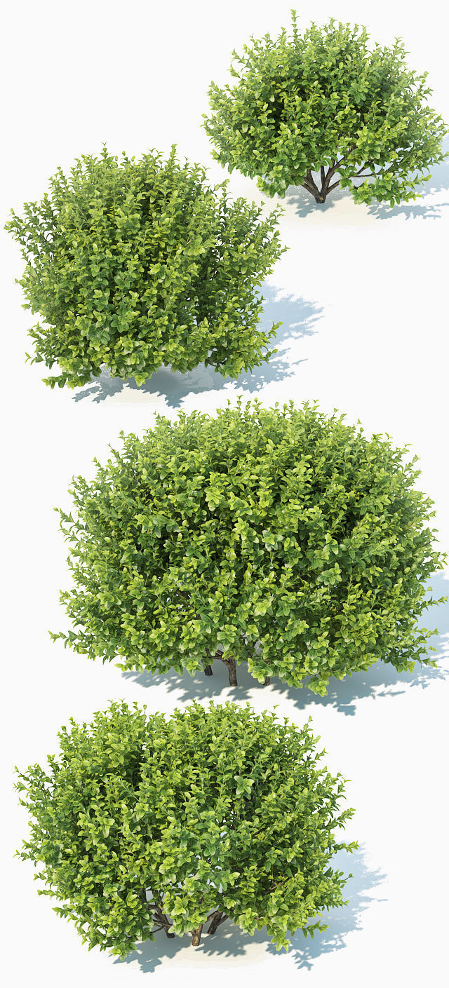 Buxus Sempervirens Nr11 natural 3D model_1