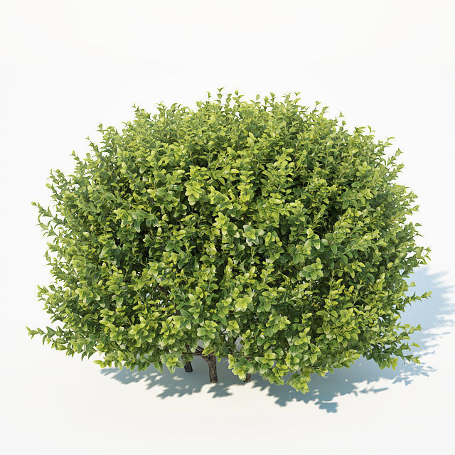 Buxus Sempervirens Nr11 natural 3D model_2