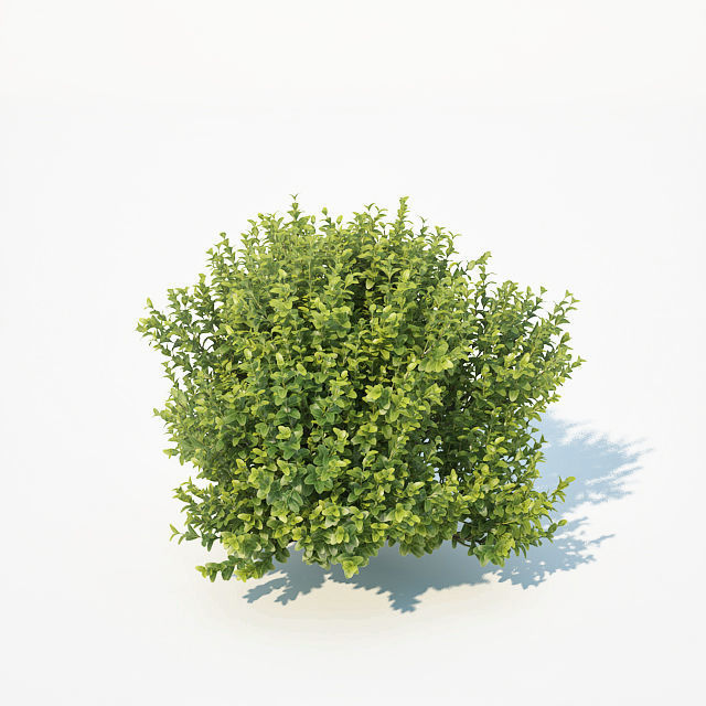 Buxus Sempervirens Nr11 natural 3D model_4