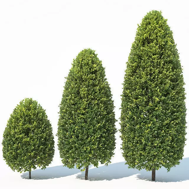 Buxus Sempervirens Nr12 bullet shape 3D model_0