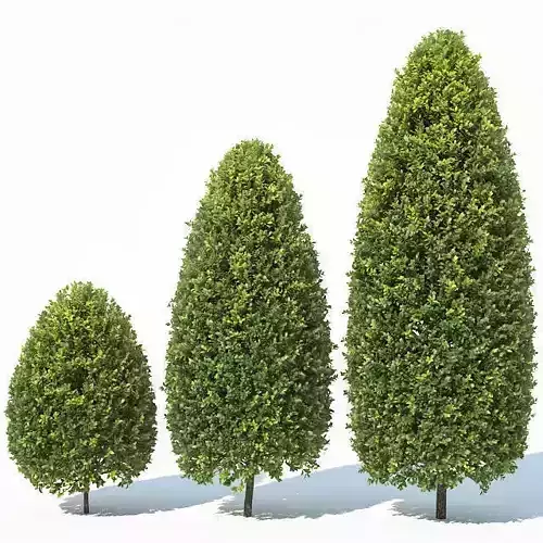 Buxus Sempervirens Nr12 bullet shape