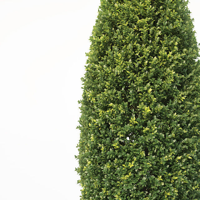 Buxus Sempervirens Nr12 bullet shape 3D model_1