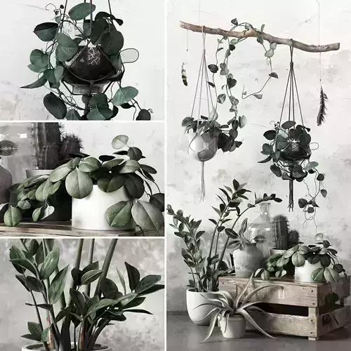 Plant Set in pot 3D model