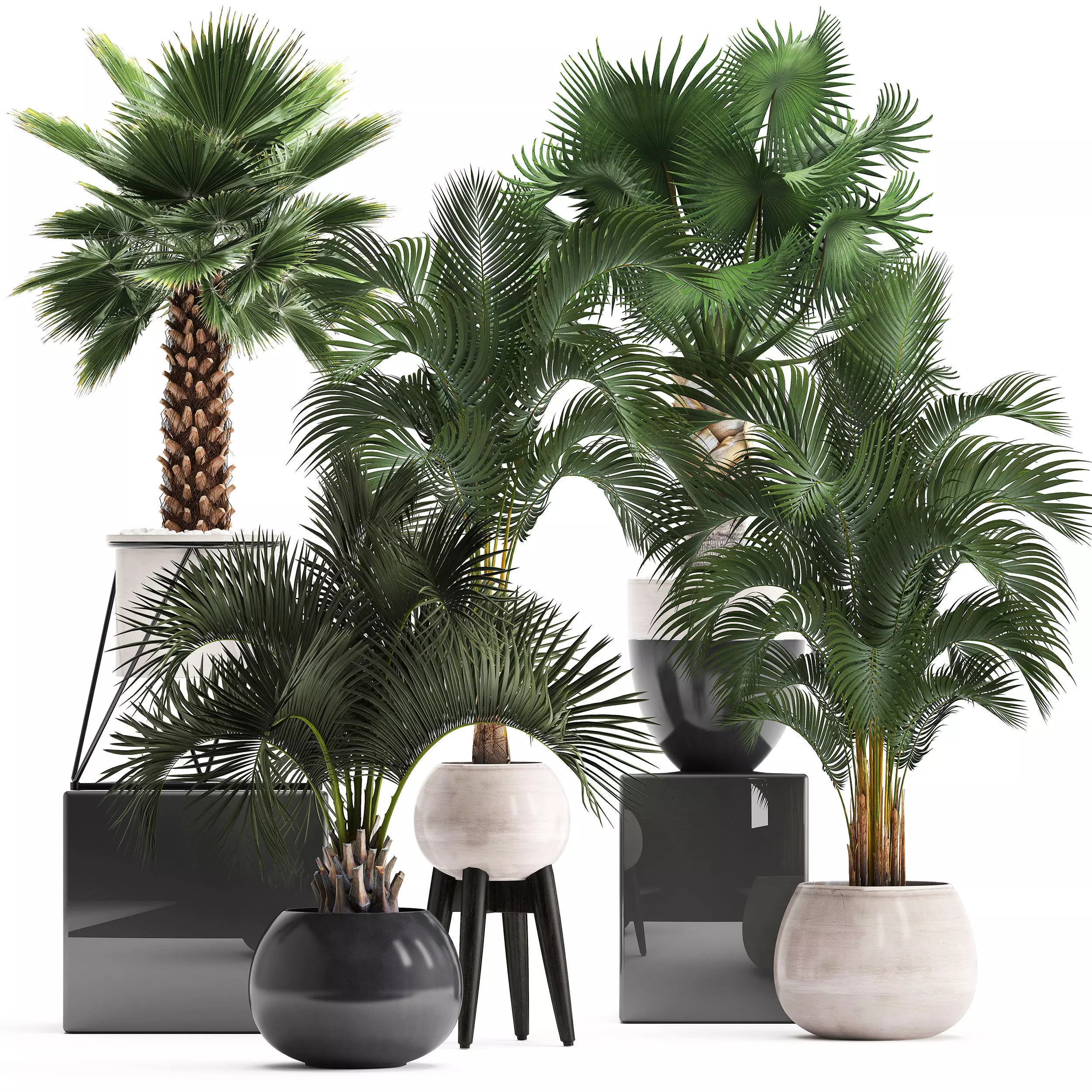 Collection of decorative palm trees 10 3D model