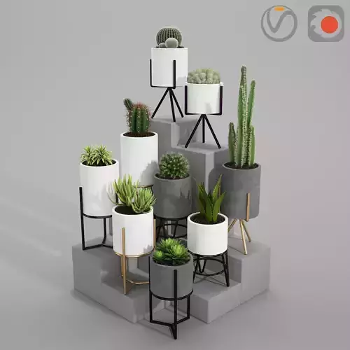 PLANT MODEL 3 cactus pots in shapes and sizes 3D model