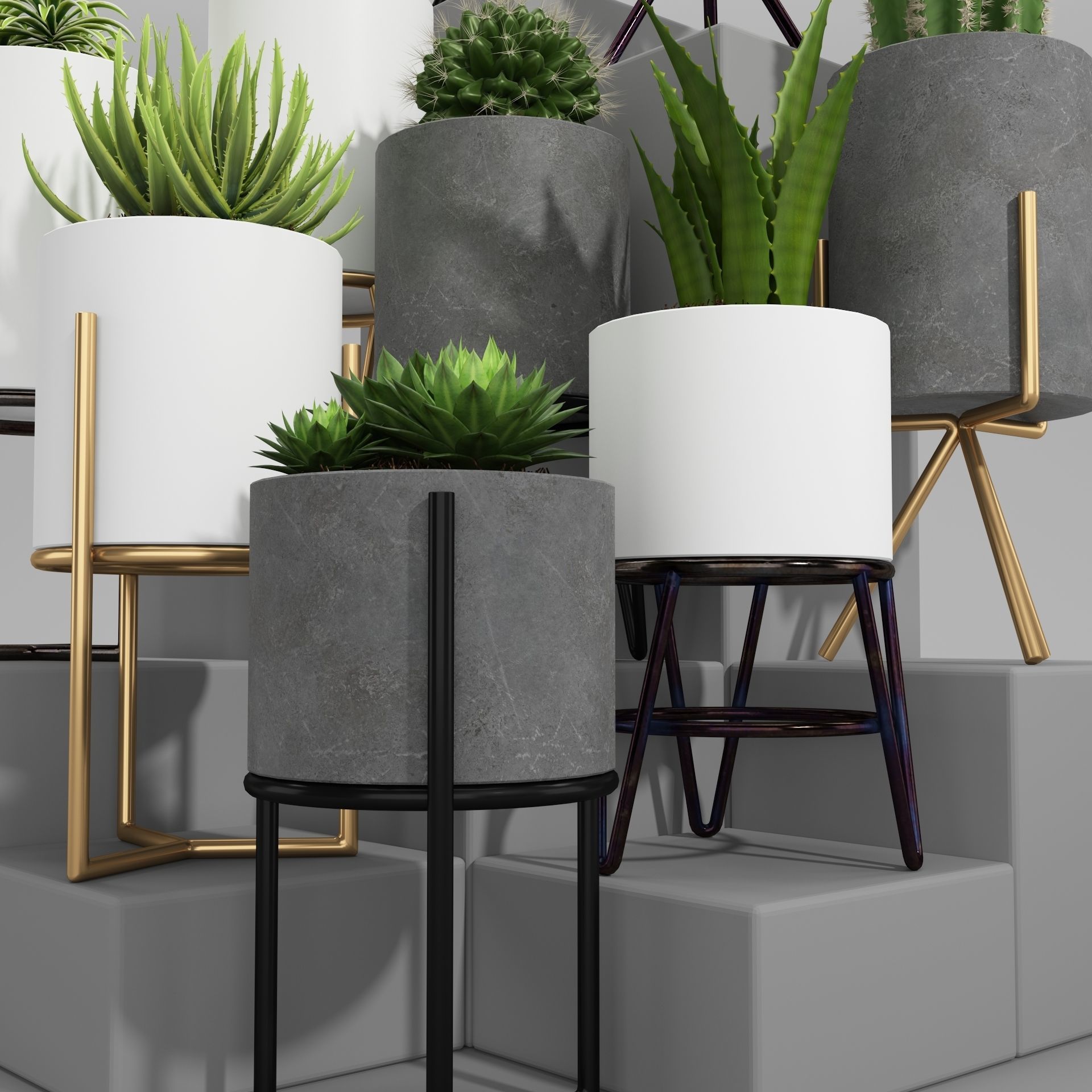 PLANT MODEL 3 cactus pots in shapes and sizes 3D model_4