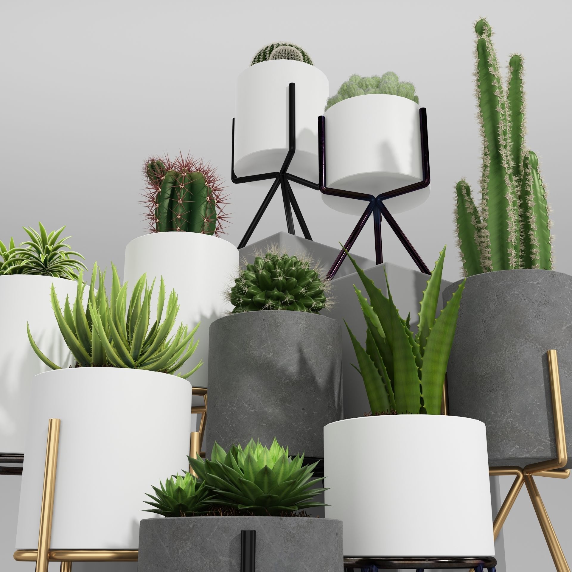 PLANT MODEL 3 cactus pots in shapes and sizes 3D model_6