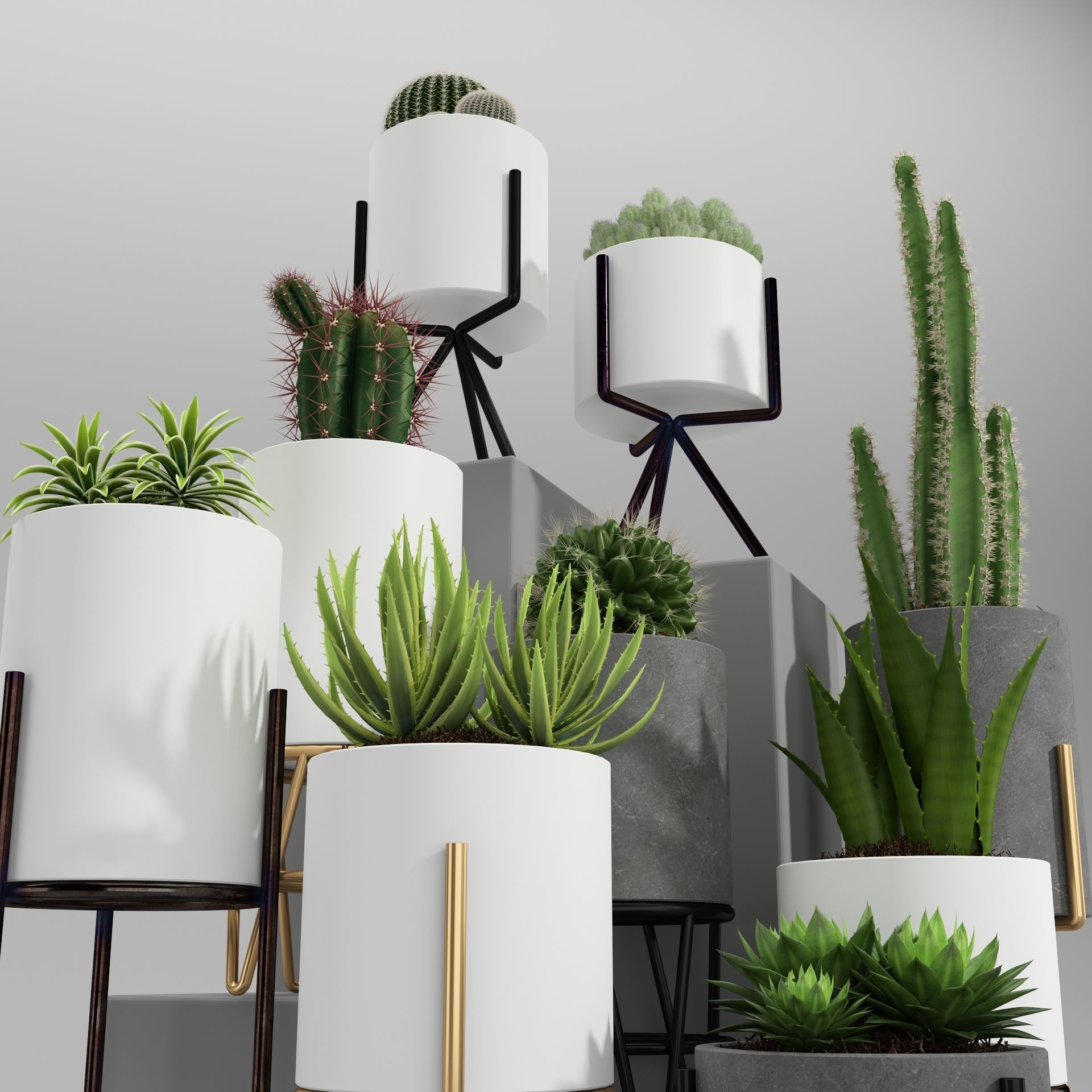 PLANT MODEL 3 cactus pots in shapes and sizes 3D model_2