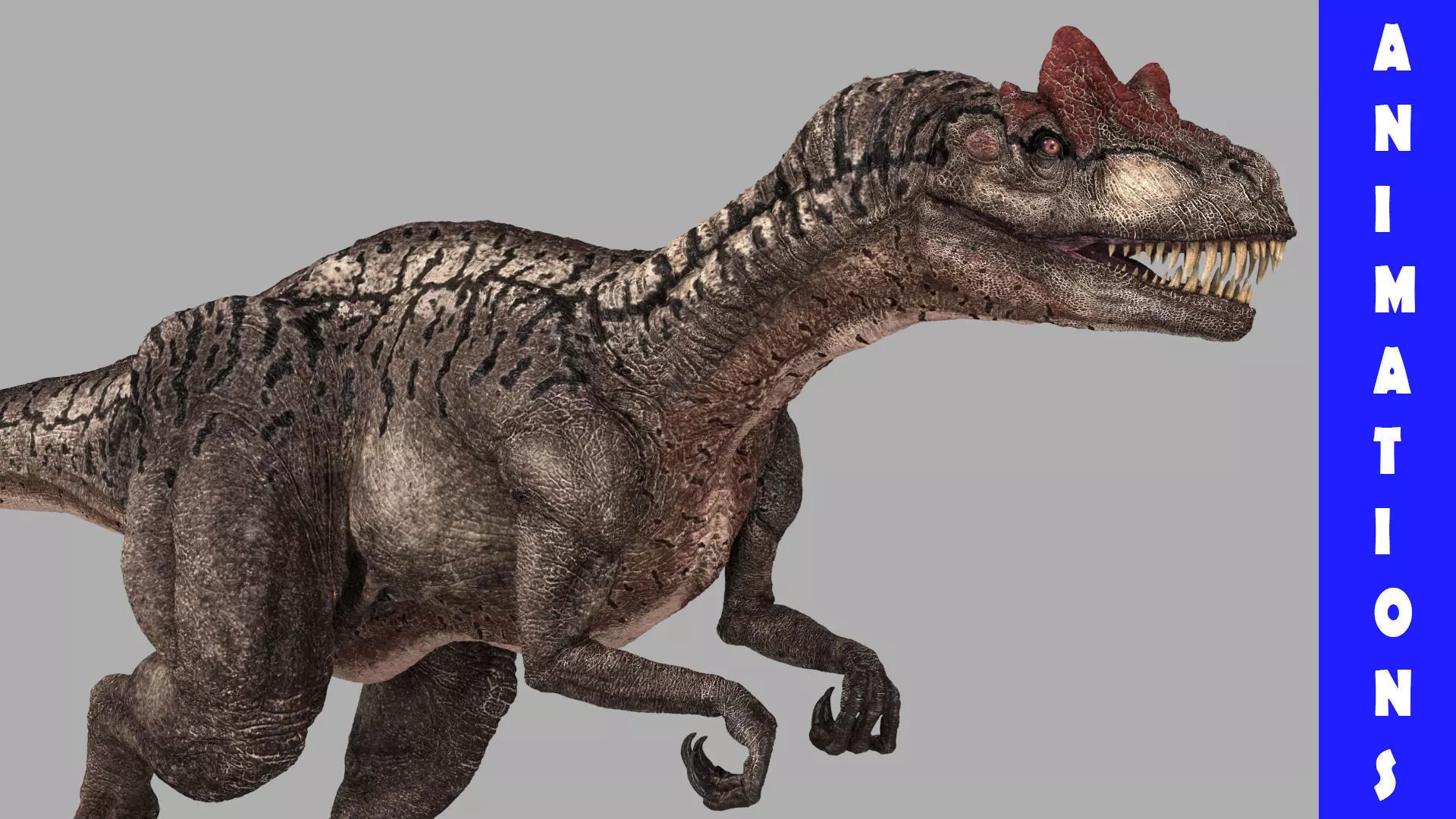 Allosaurus Animated 3D model_0
