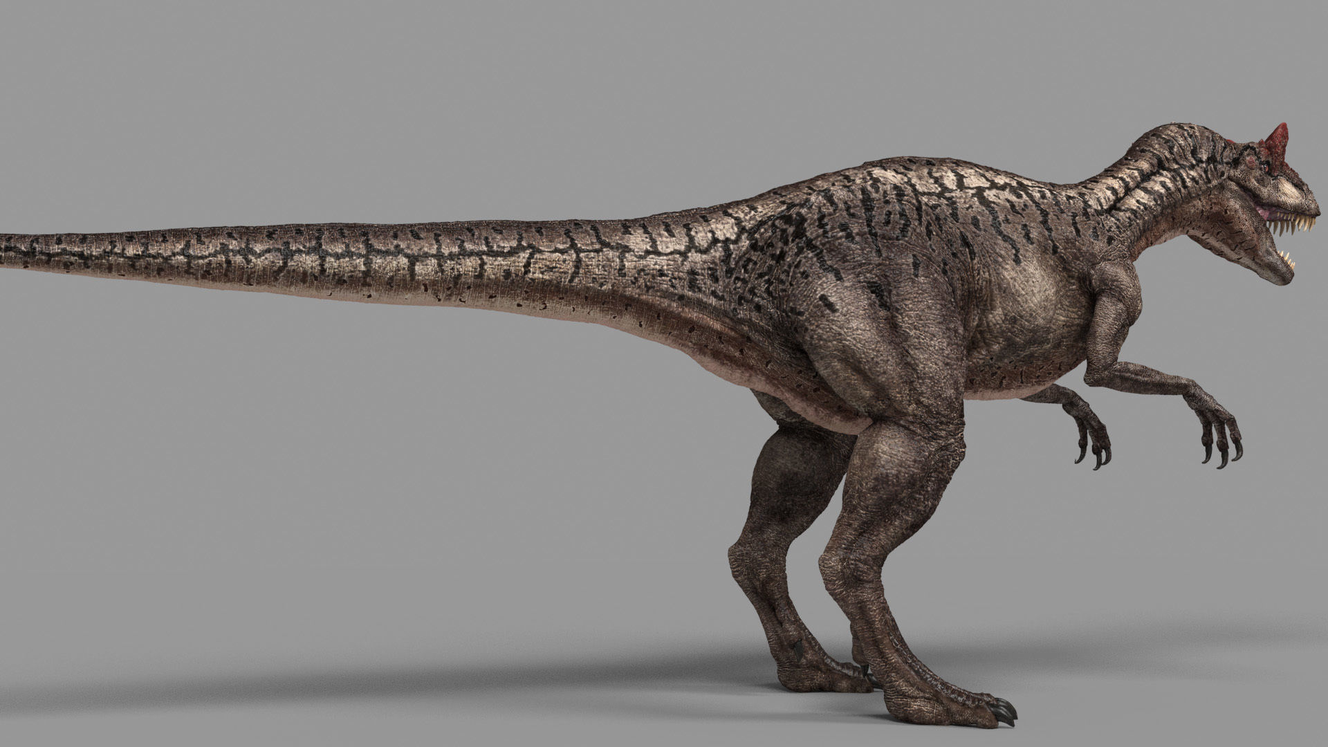 Allosaurus Animated 3D model_2