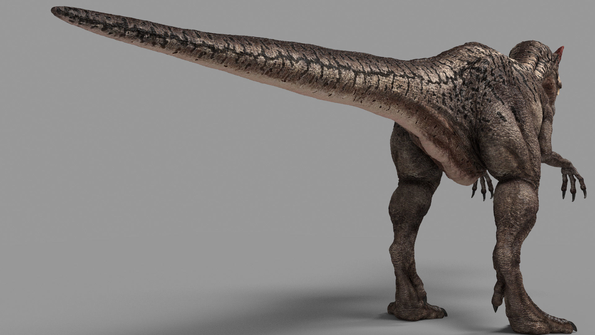 Allosaurus Animated 3D model_4