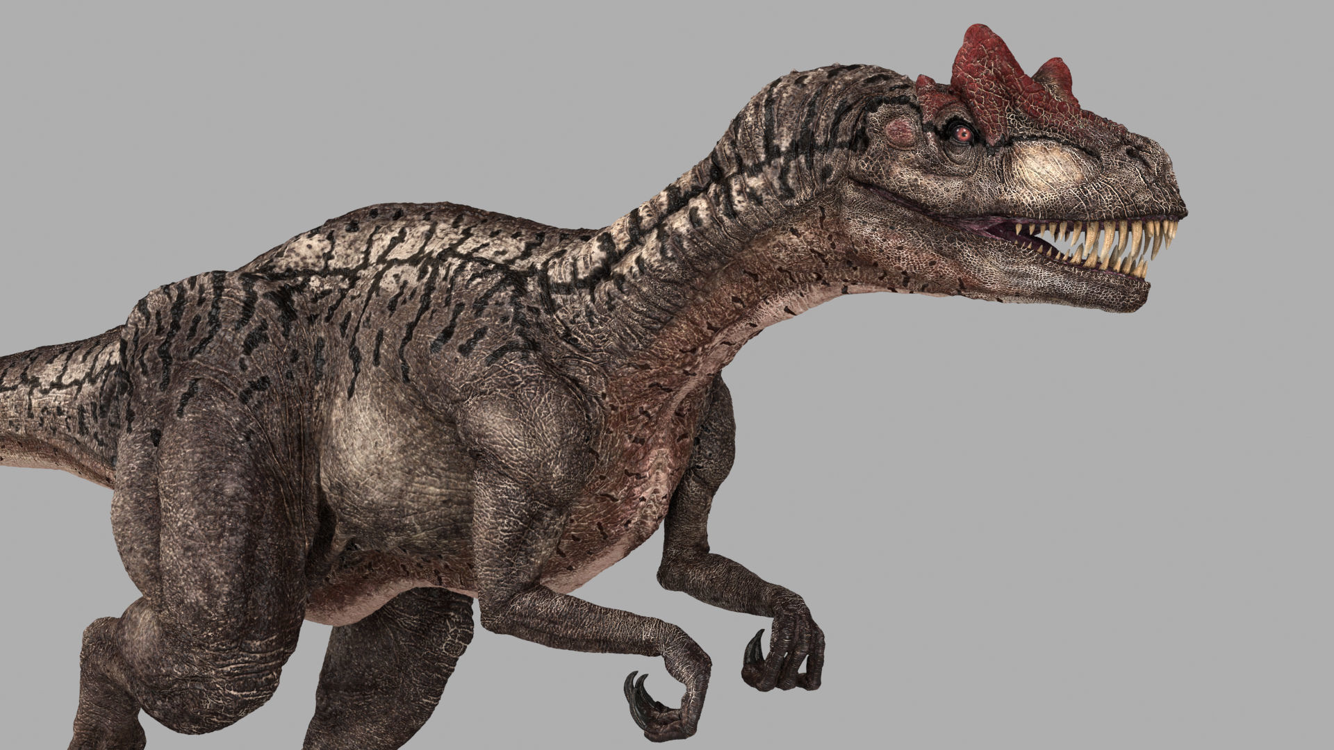 Allosaurus Animated 3D model_7