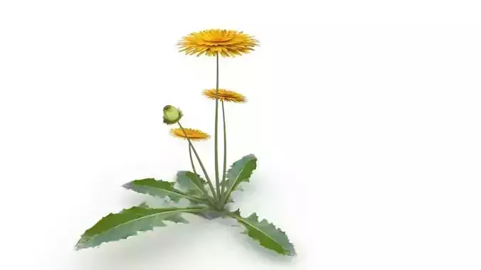 dandelion flower plant Low-poly 3D model
