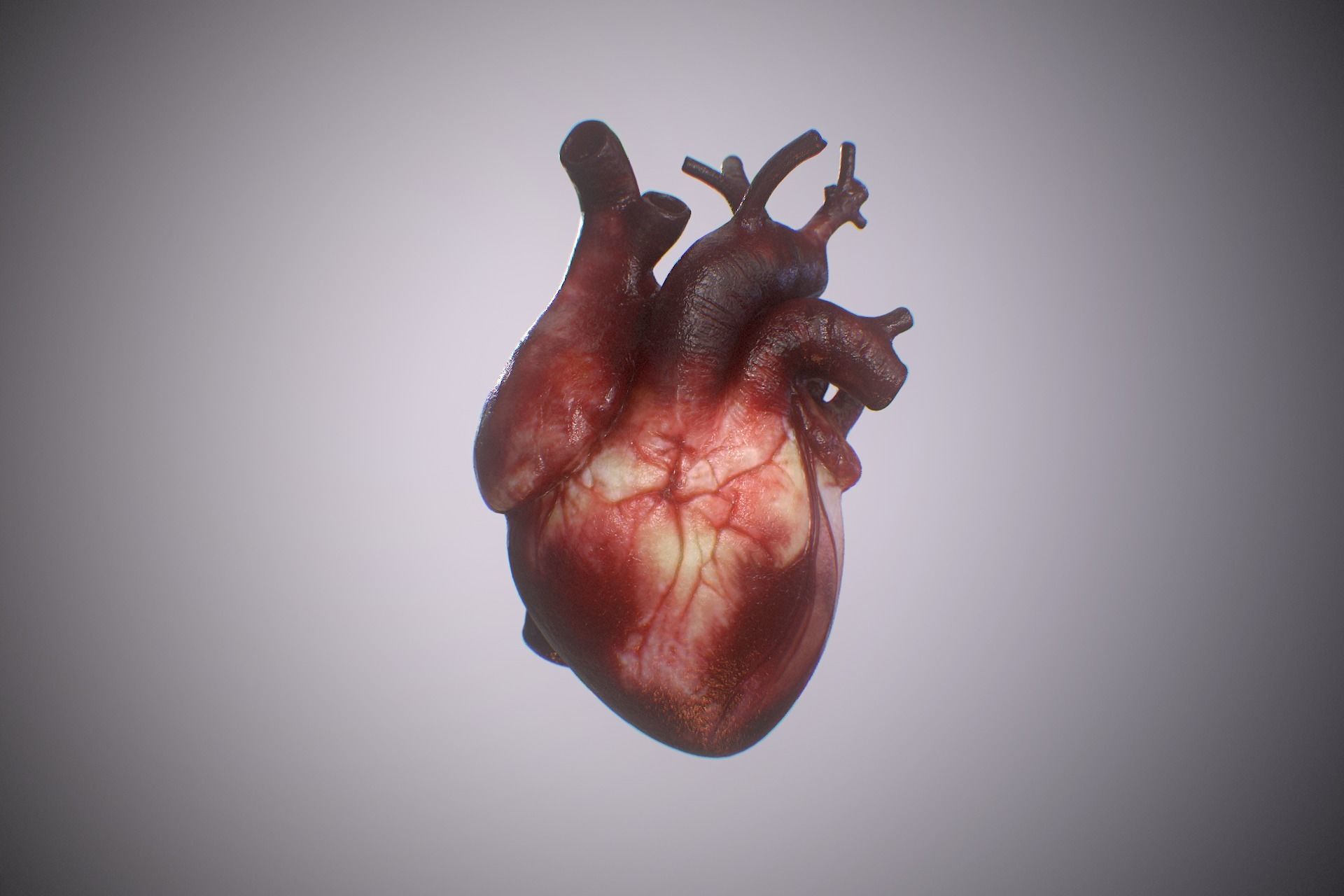 Heart Realistic Production - Animated Blendshapes 3D model_3