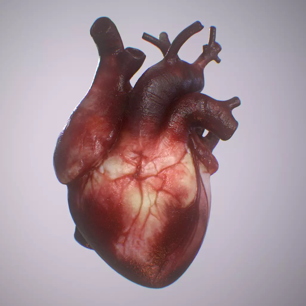 Heart Realistic Production - Animated Blendshapes 3D model_0