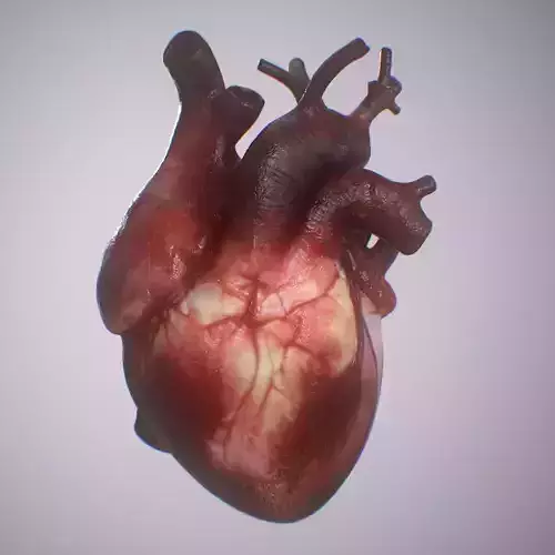 Heart Realistic Production - Animated Blendshapes 3D model