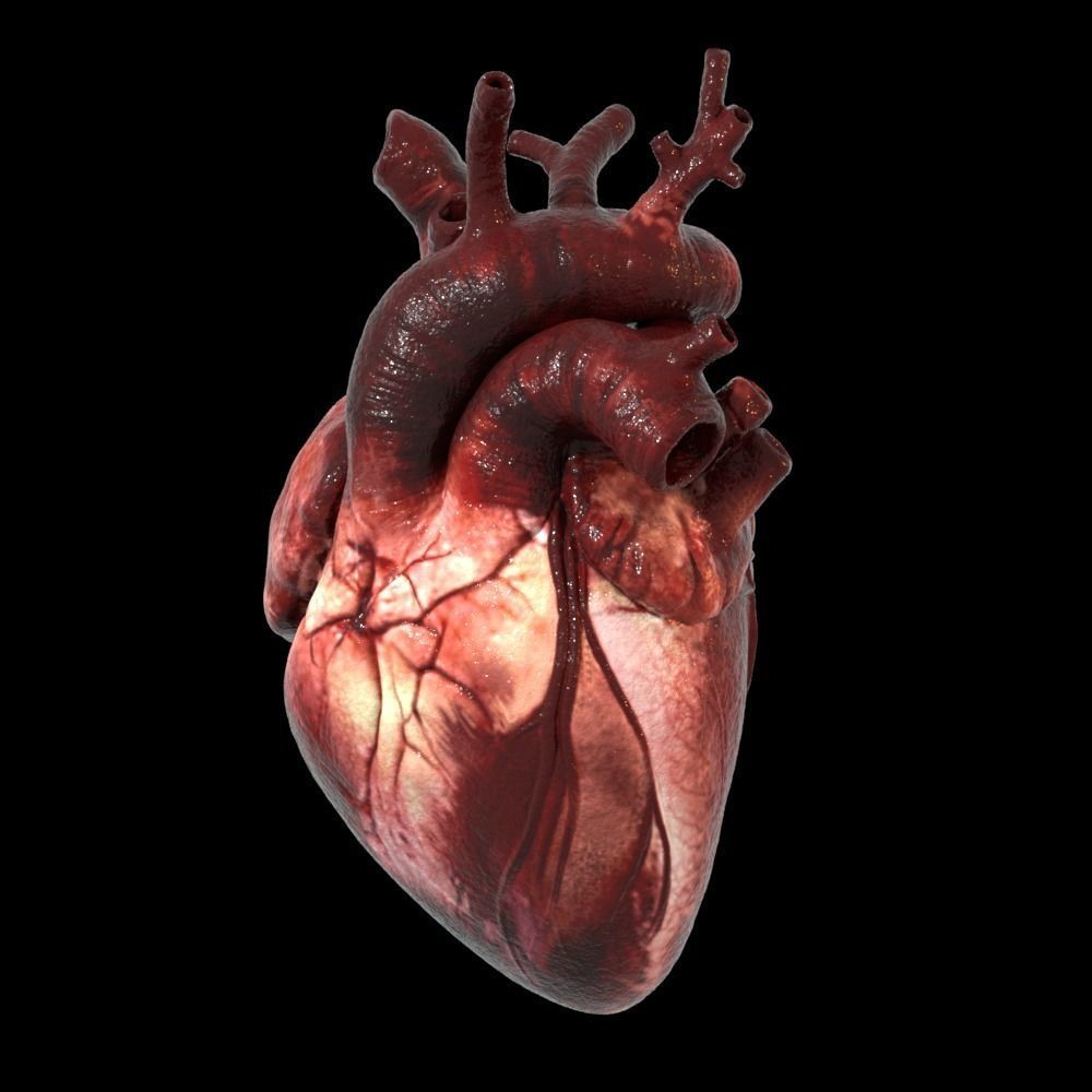 Heart Realistic Production - Animated Blendshapes 3D model_20
