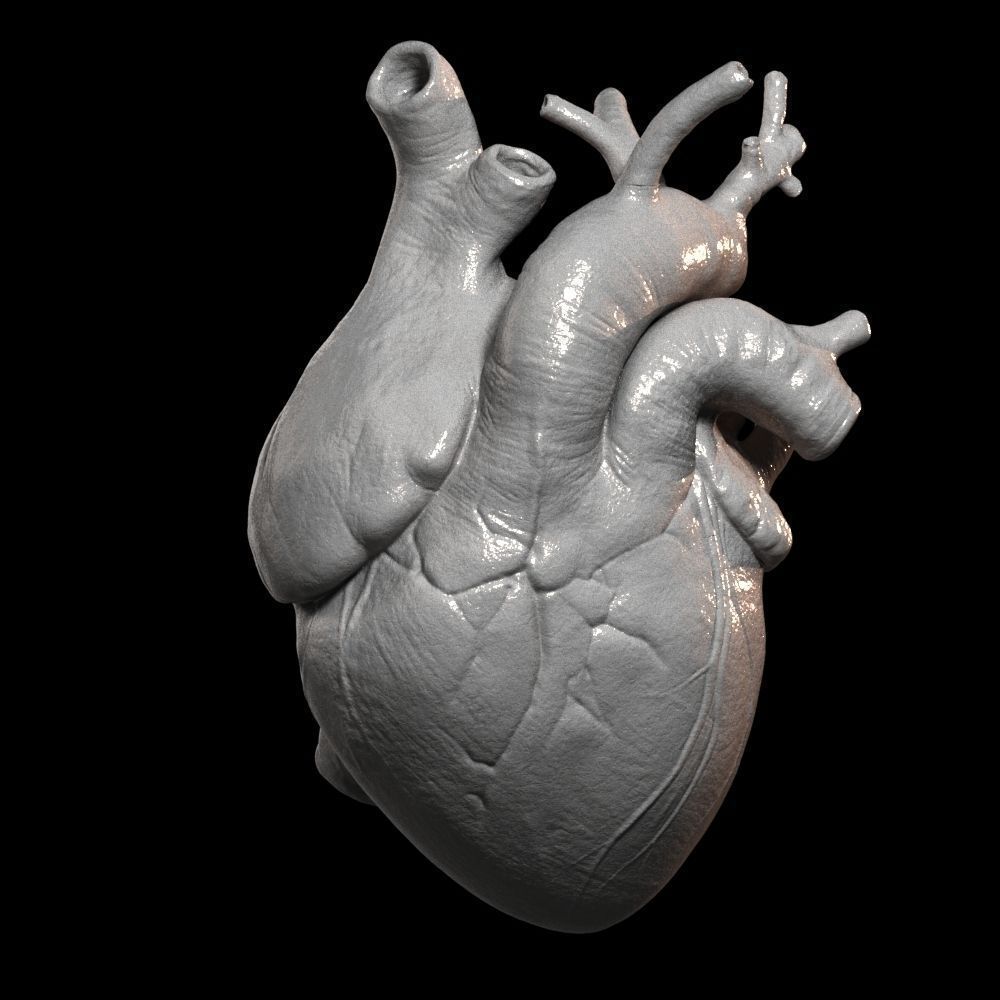 Heart Realistic Production - Animated Blendshapes 3D model_11