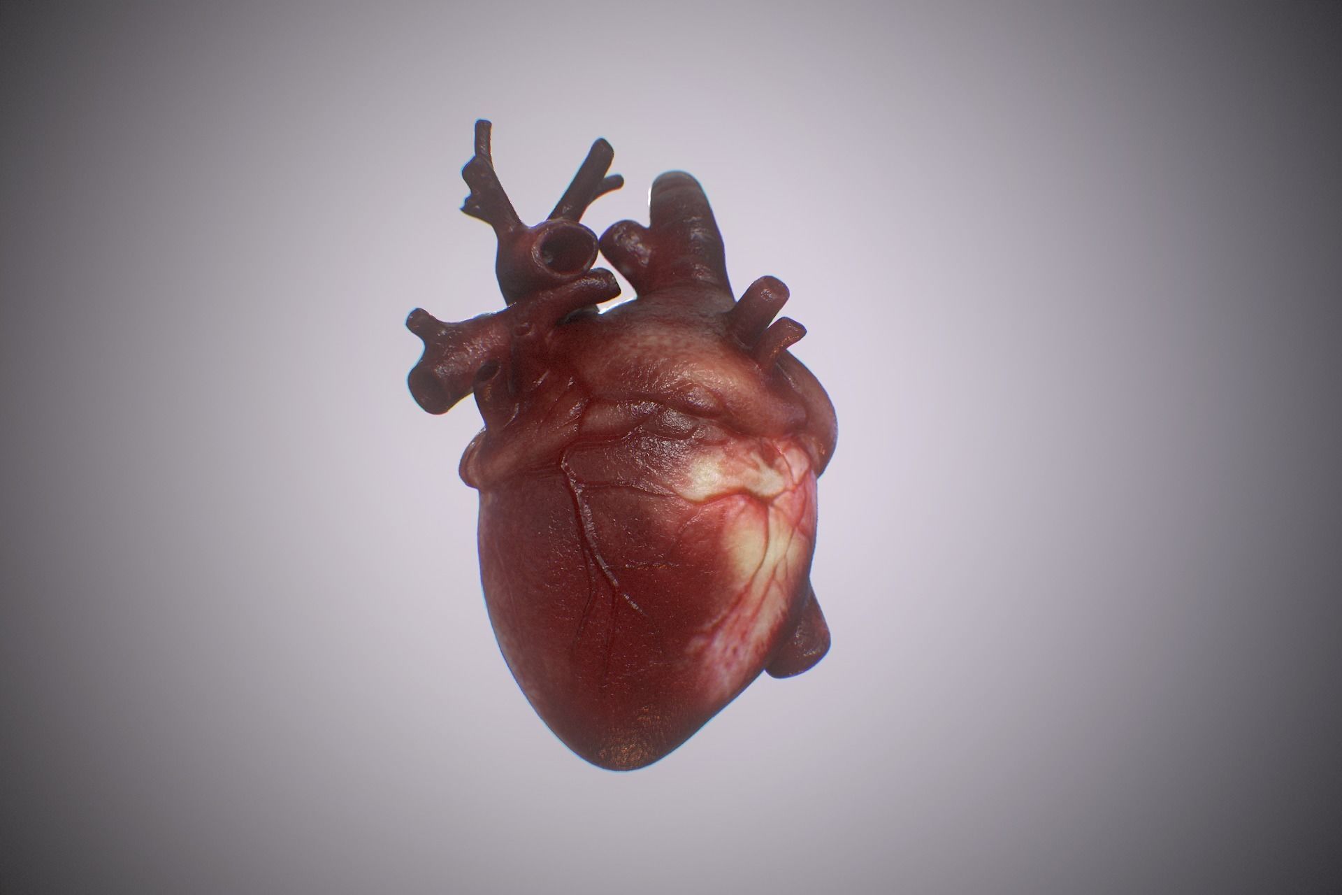 Heart Realistic Production - Animated Blendshapes 3D model_8