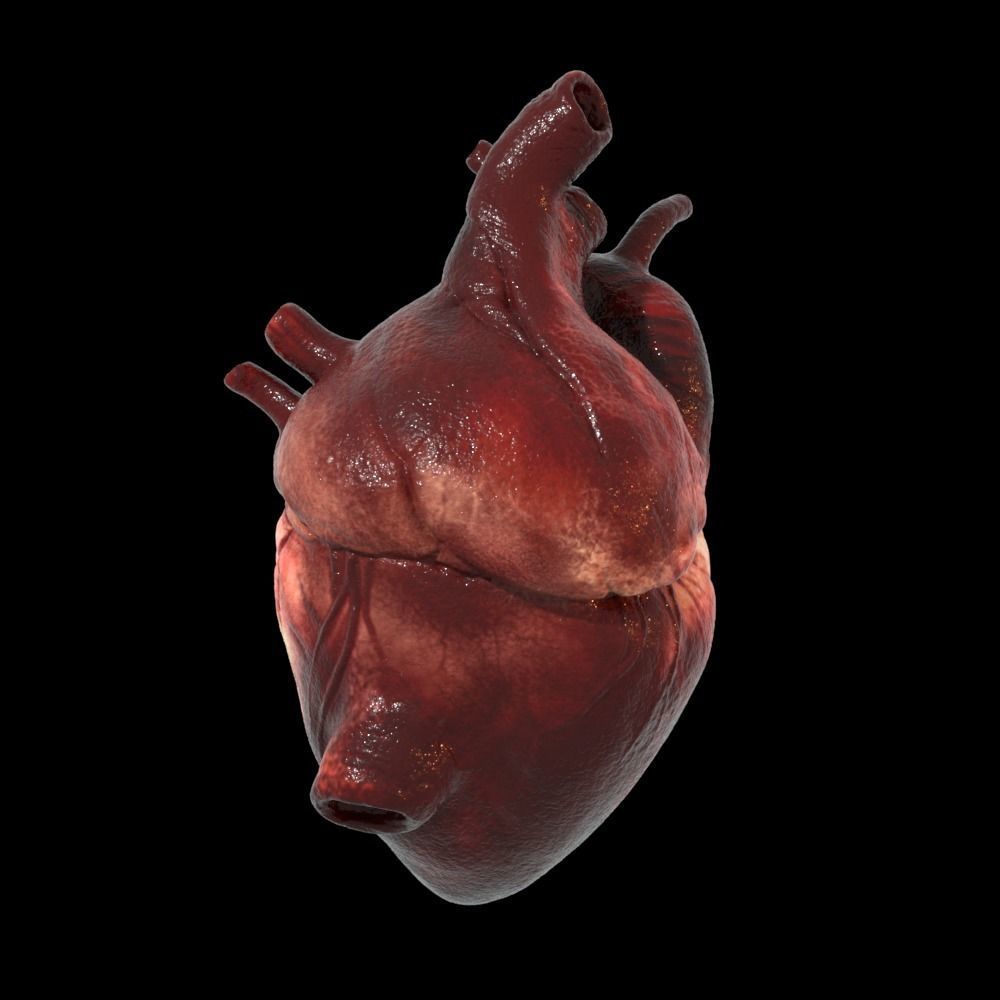 Heart Realistic Production - Animated Blendshapes 3D model_15