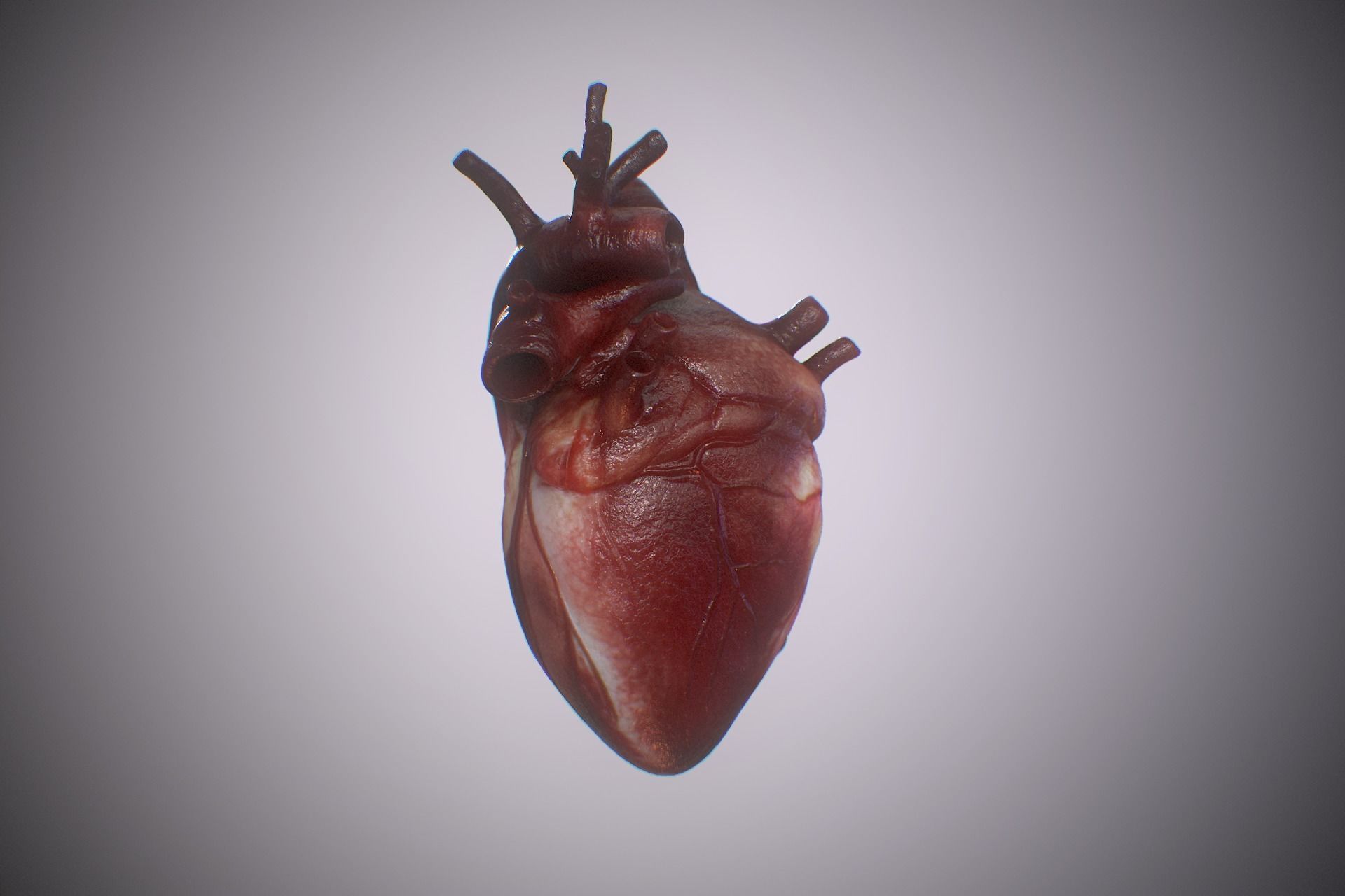 Heart Realistic Production - Animated Blendshapes 3D model_9