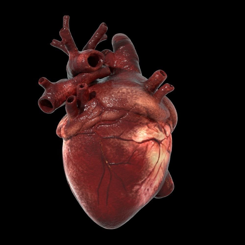 Heart Realistic Production - Animated Blendshapes 3D model_18