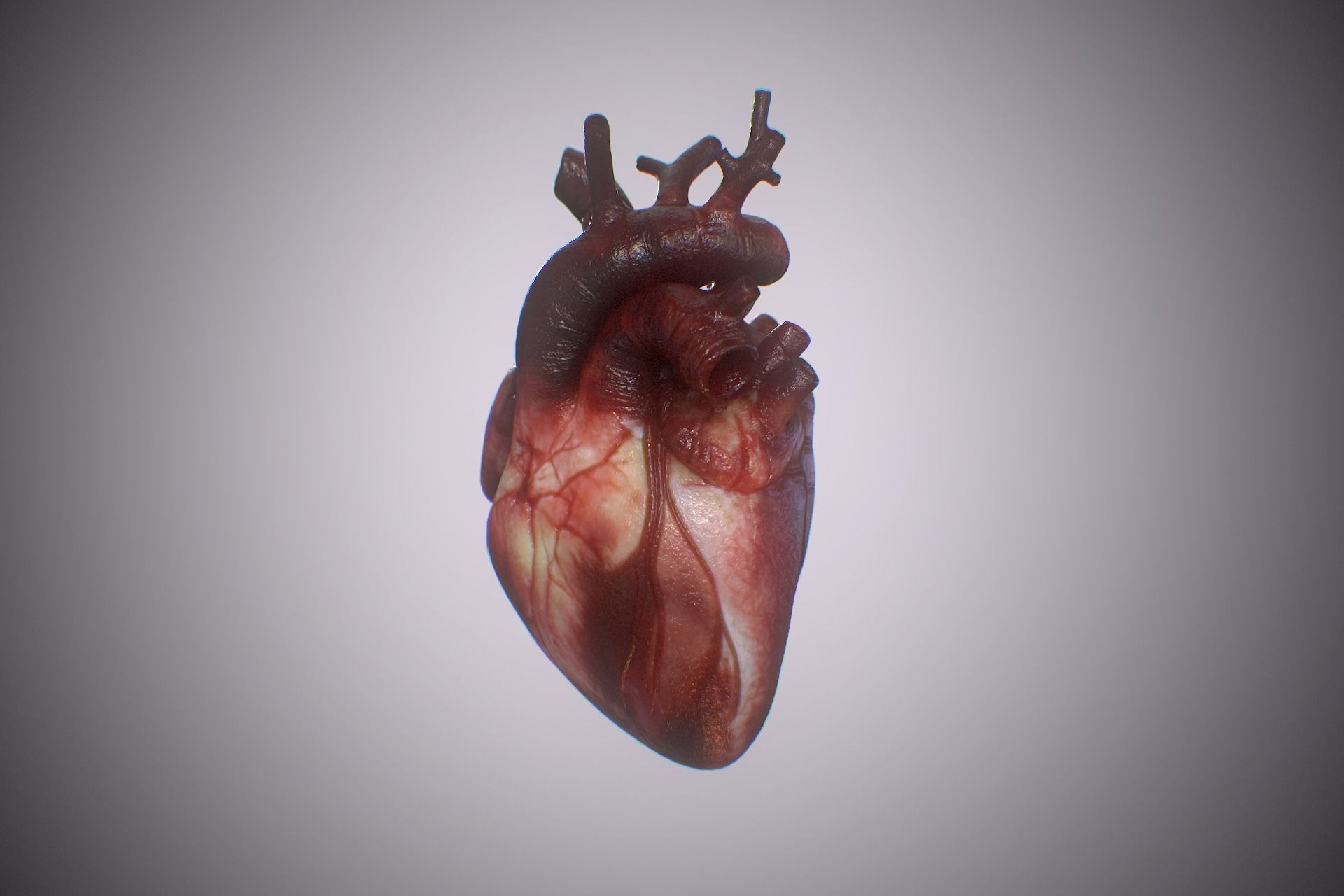 Heart Realistic Production - Animated Blendshapes 3D model_10