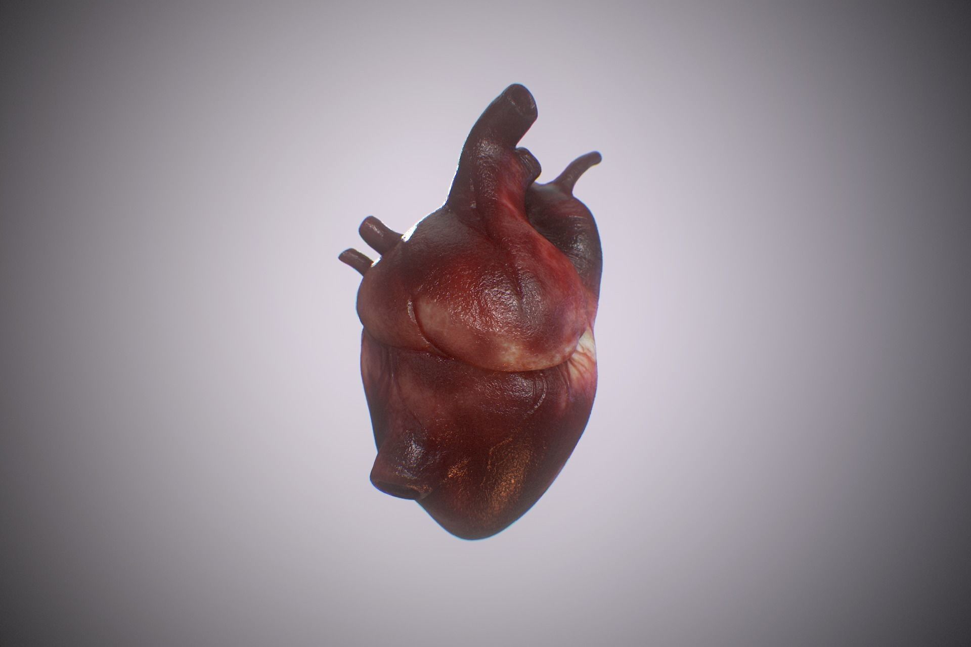 Heart Realistic Production - Animated Blendshapes 3D model_5