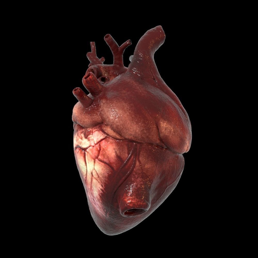 Heart Realistic Production - Animated Blendshapes 3D model_16