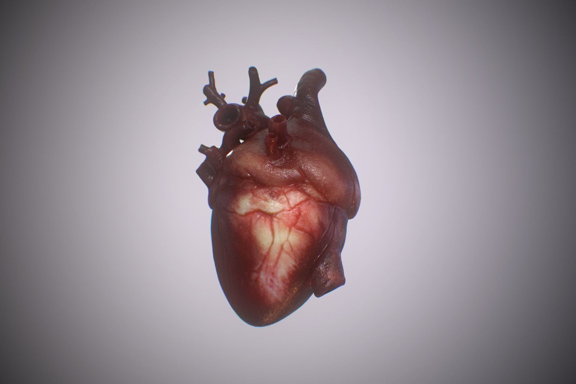 Heart Realistic Production - Animated Blendshapes 3D model_7