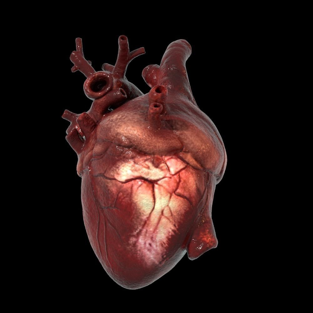 Heart Realistic Production - Animated Blendshapes 3D model_17