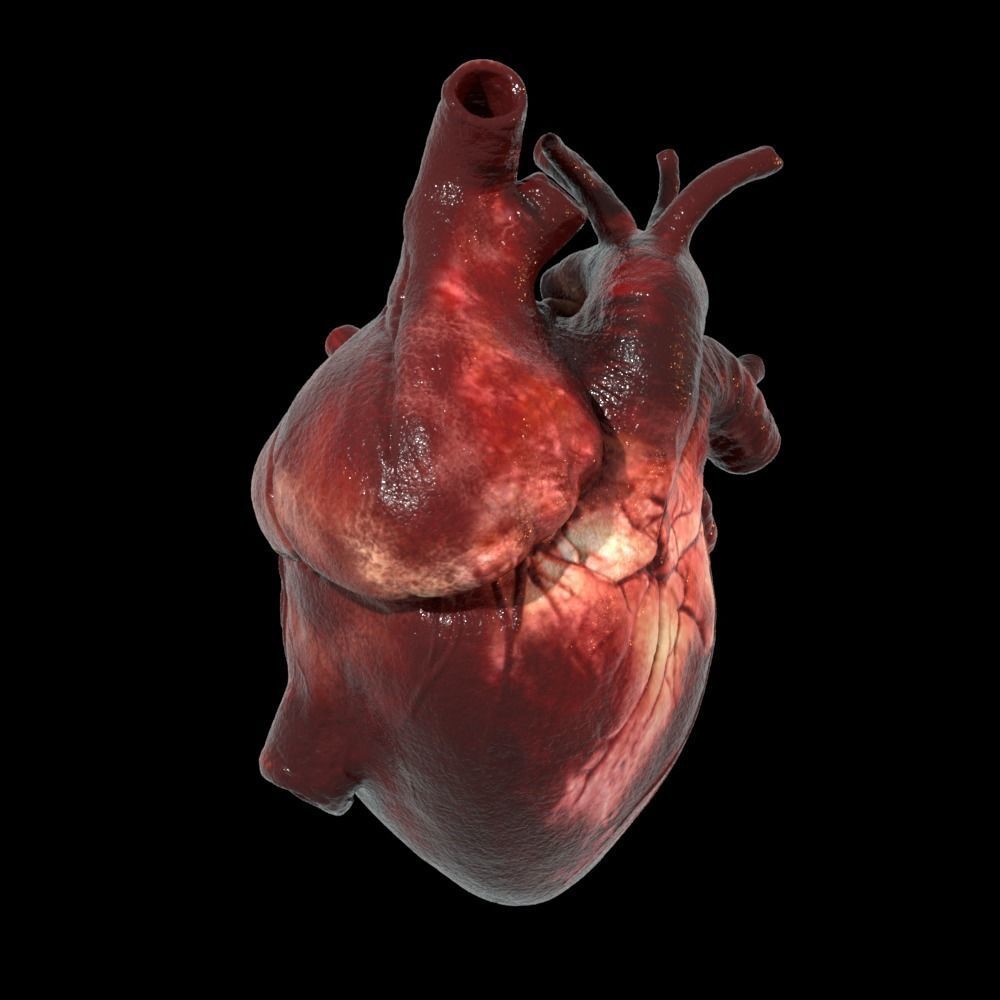 Heart Realistic Production - Animated Blendshapes 3D model_14