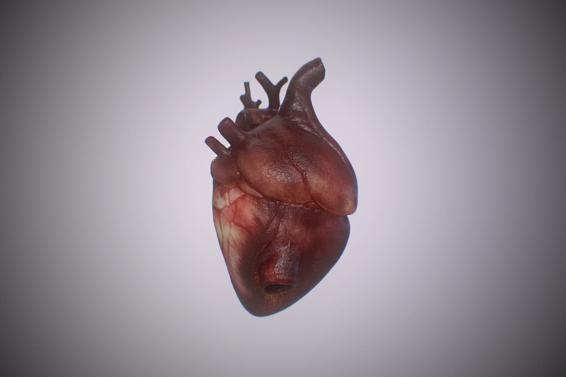 Heart Realistic Production - Animated Blendshapes 3D model_6