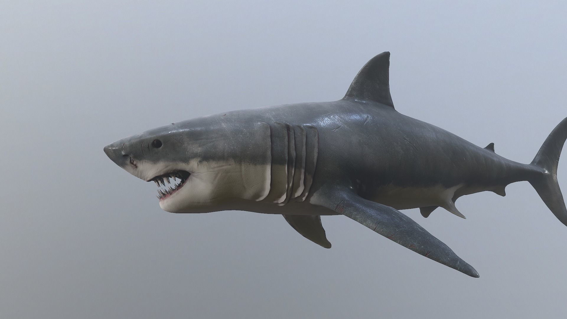 Great white shark  AAA Low-poly 3D model_4