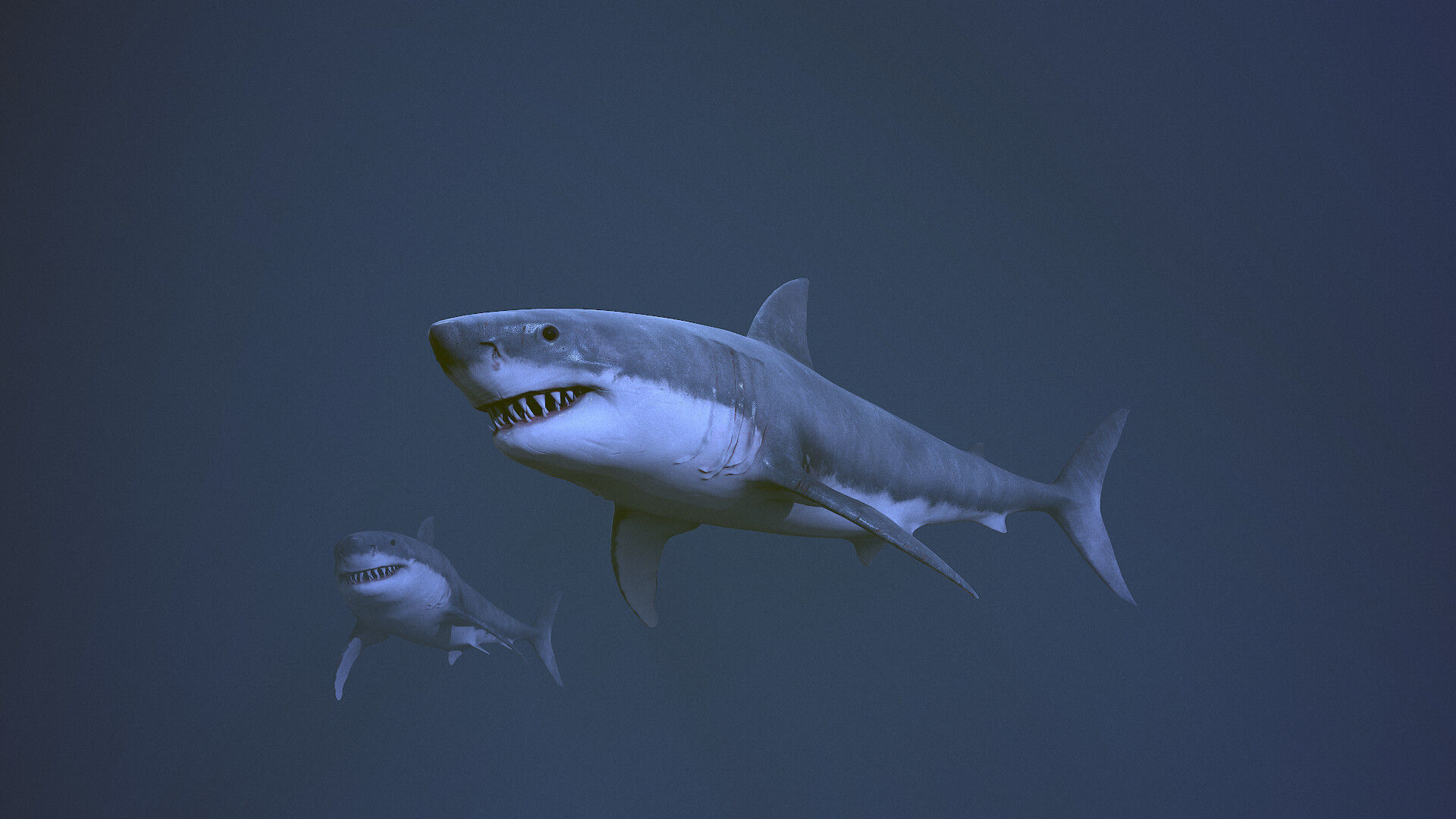 Great white shark  AAA Low-poly 3D model_2