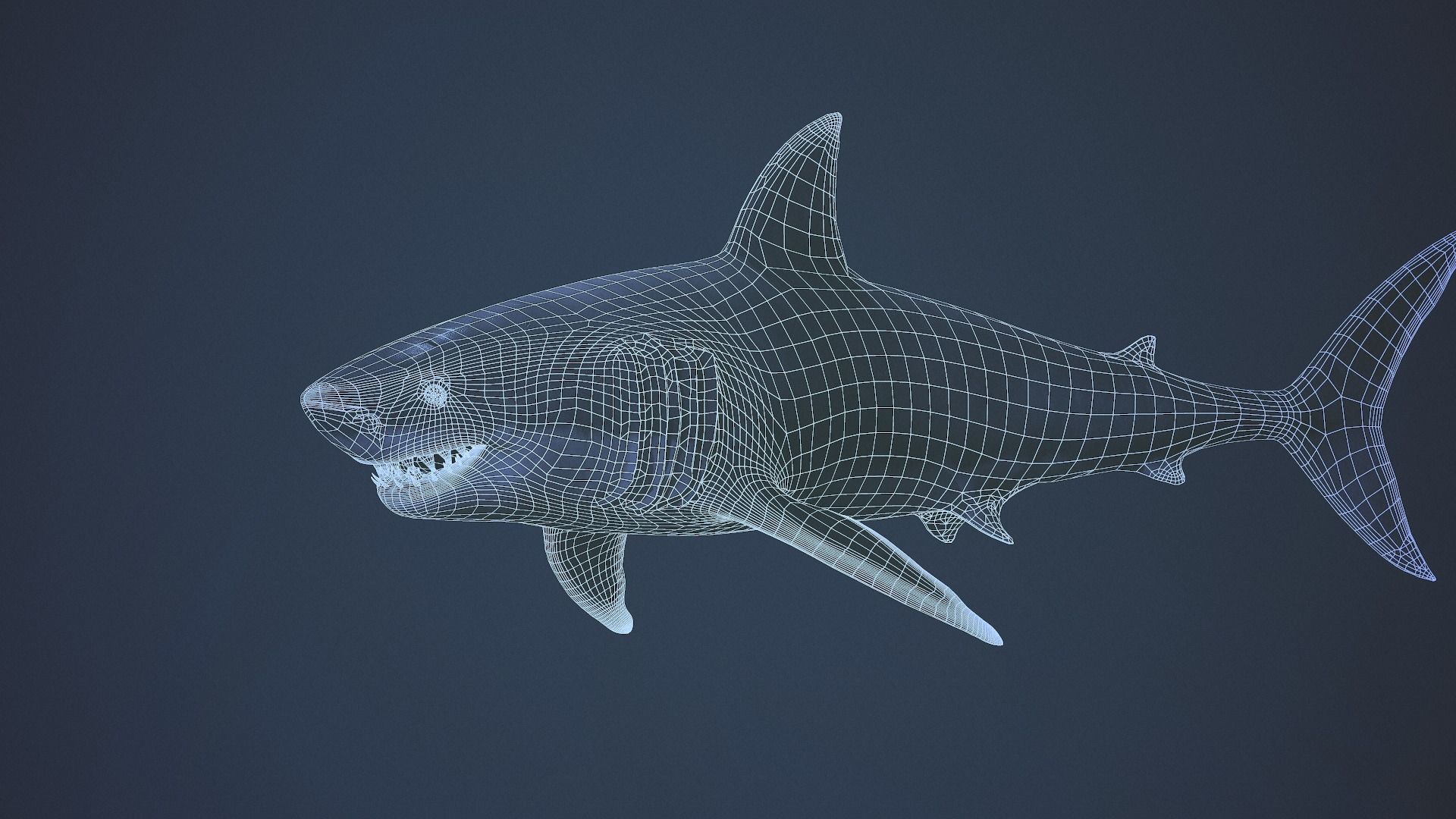 Great white shark  AAA Low-poly 3D model_3