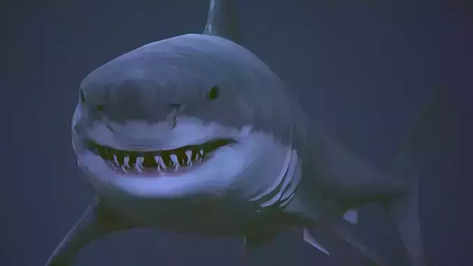 Great white shark  AAA Low-poly 3D model