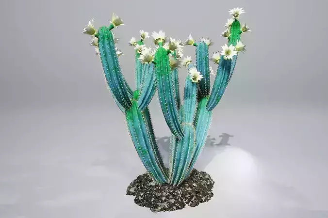 Cactus B2L 3D model