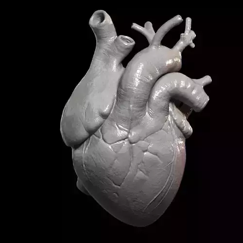 Heart Print human 3D print model