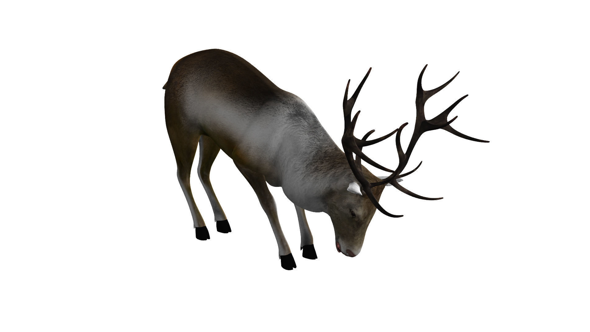 Reindeer RIgged and Animated 3D model_4