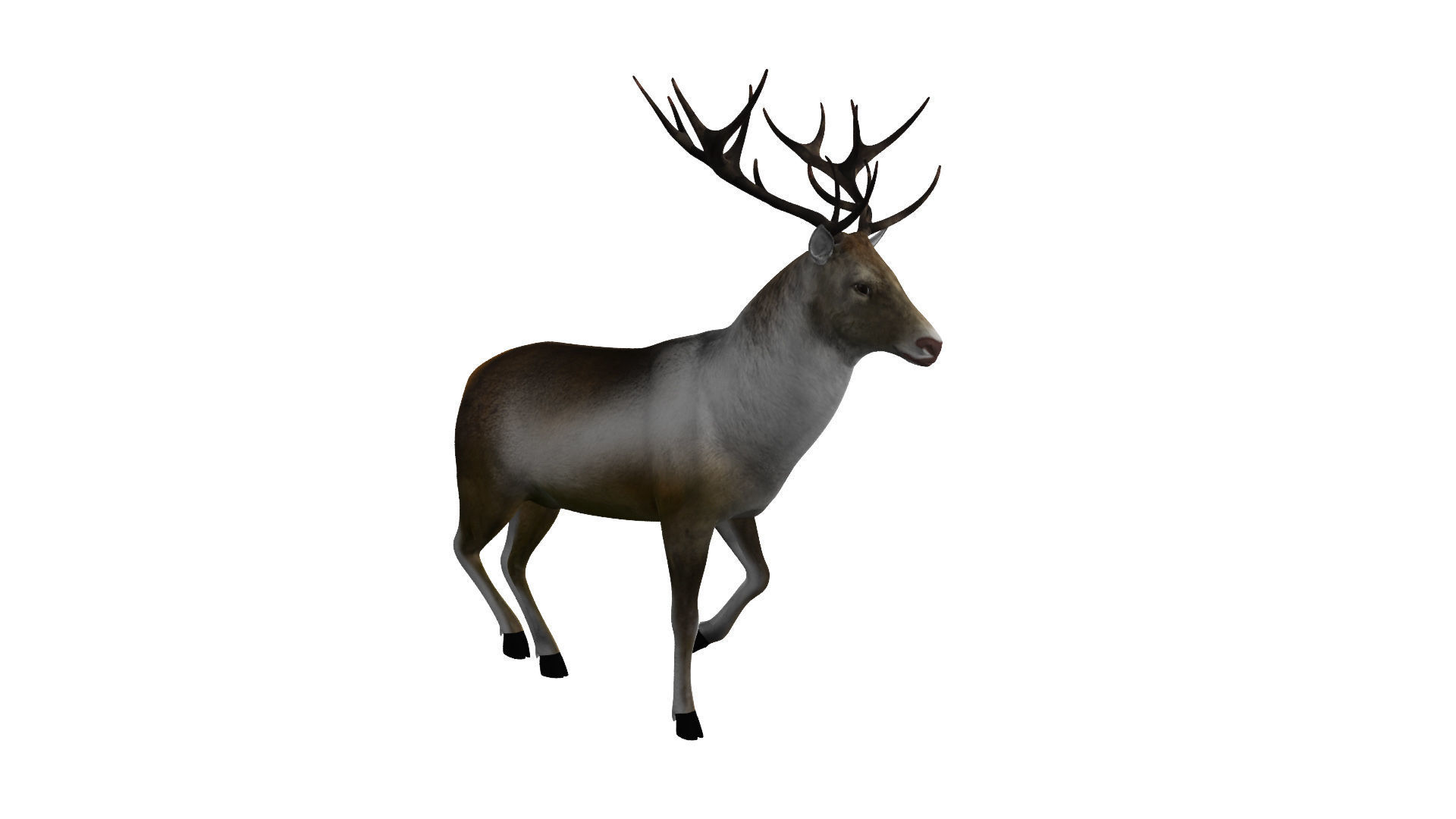 Reindeer RIgged and Animated 3D model_3